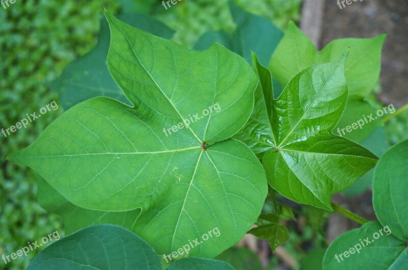 Cotton Plant Leaves Garden Leaves Cotton Nature