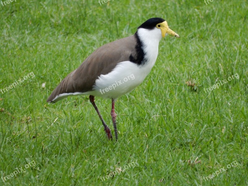 Plover Birds Wild Birds Wildlife Nature