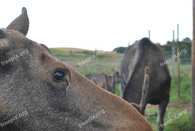 Moose Animal Wildlife Mammal Elk