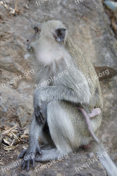 Thai Monkey Temple Primate Thailand