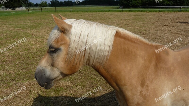 Animal Horse Haflinger Horse Head Brown