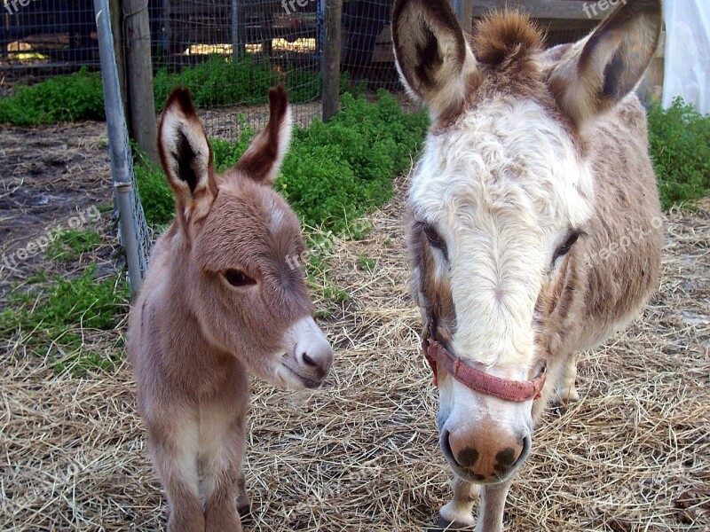 Donkey Equine Animal Farm Rural