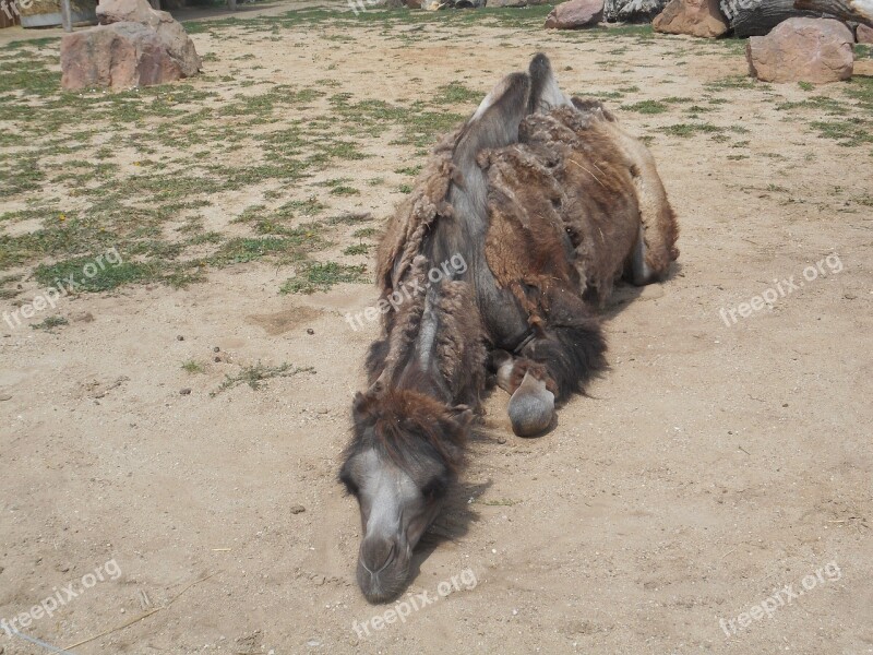 Camel Animal Zoo Deer Desert