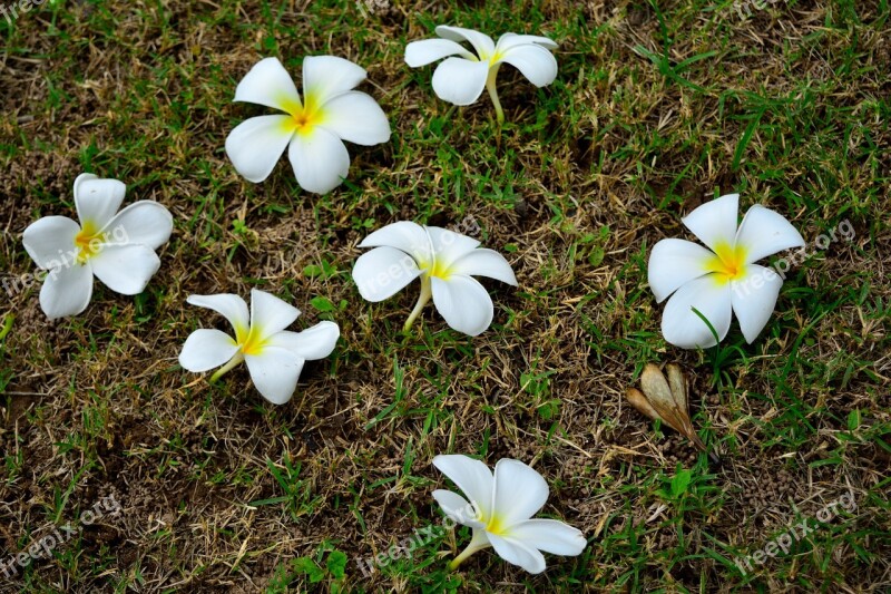 White Flowers The Plumeria Flower Style Nature Flowers Orchid