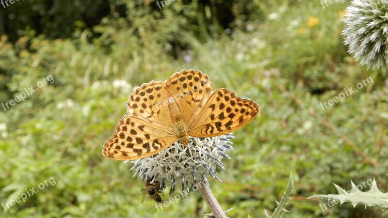 Nature Insect Butterflies Orange Butterfly Orange