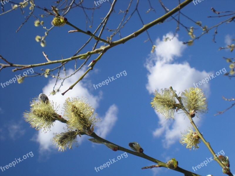 Spring Spring Sky Clouds Flowers Interesting Clouds Colored Willow