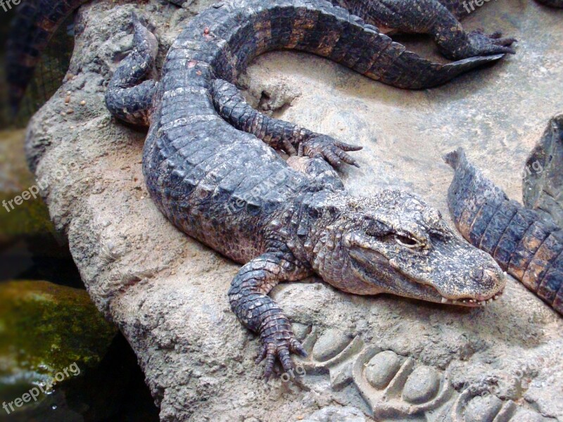 Alligator Animal Reptile Zoo Crocodilia