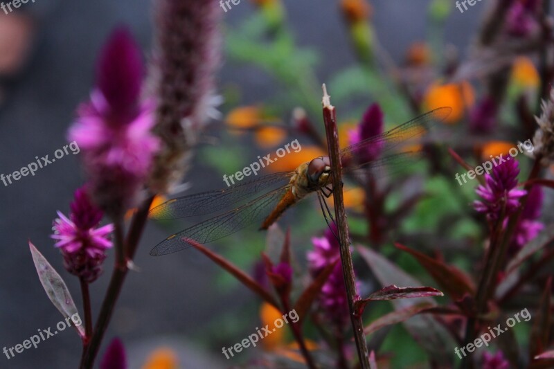 Flowers Purple Capun Nature Ornamental Plants