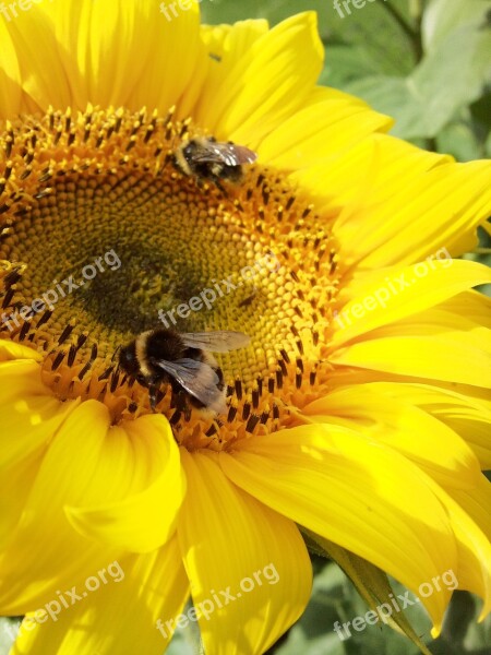 Bee Bumblebee Sunflower Large Summer