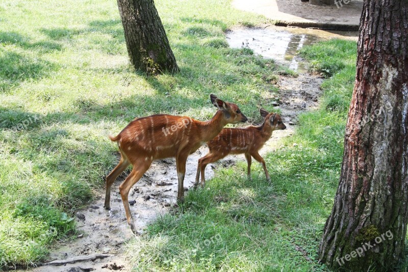 Nature Animals Animal Bambi Animal World