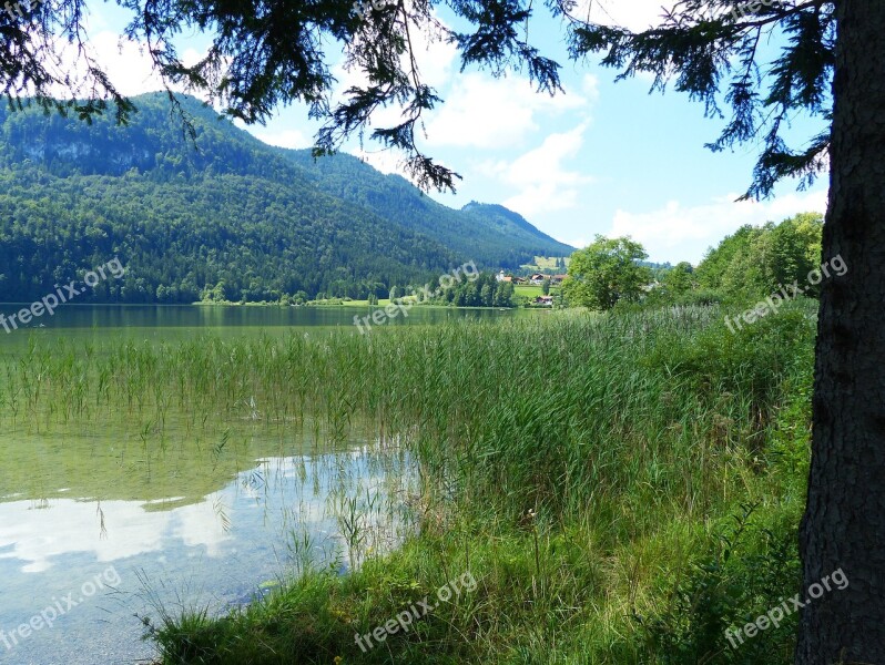 Lake Weissensee Lake Waters West Bank Reed