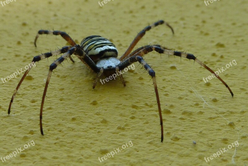 Wasp Spider Argiope Bruennichi Spider Insect Free Photos