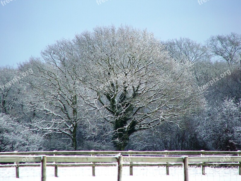 Snow Tree Kent Winter England