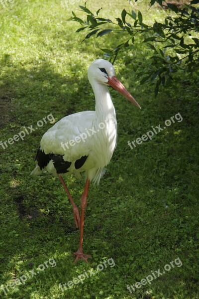 White Stork Bird Ciconia Ciconia Tallinn Zoo Estonia