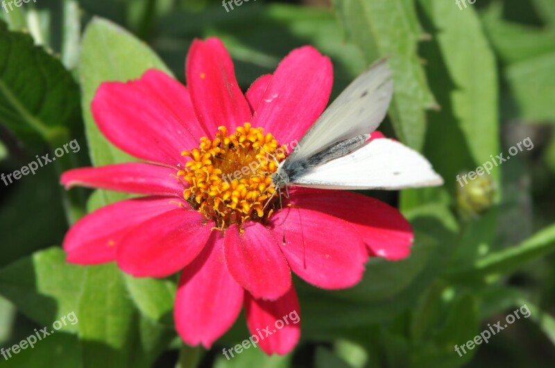 Dahlia Butterfly Magenta Insect Pink