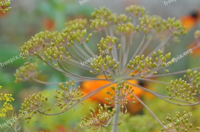 Dill Blossom Bloom Spice Nature