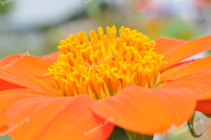 Blossom Bloom Dahlia Macro State Garden Show