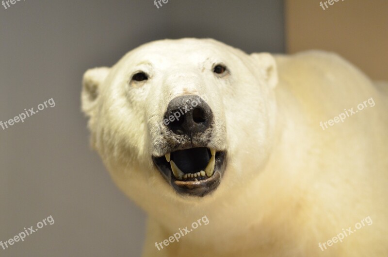 Polar Bear Museum Specimen Free Photos