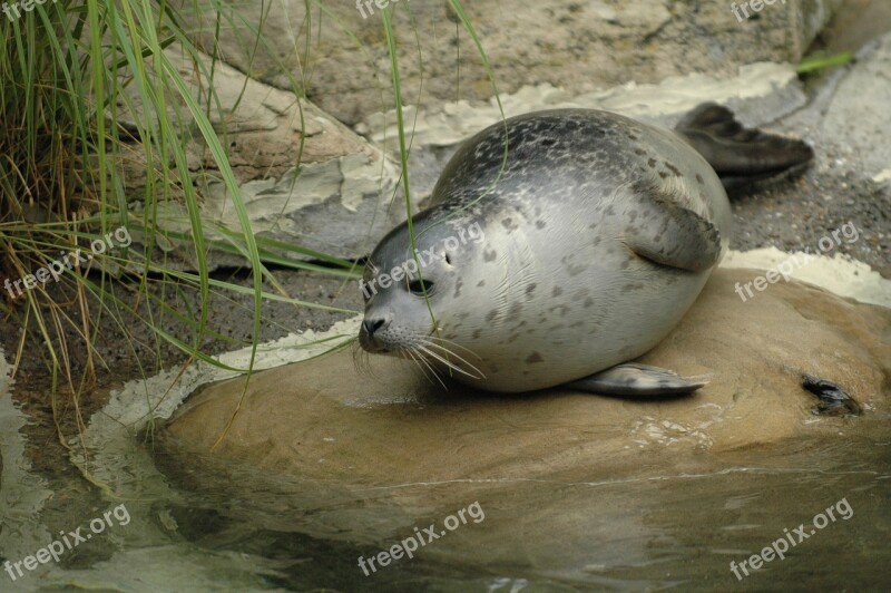 Seal Zoo Zurich Robbe Water