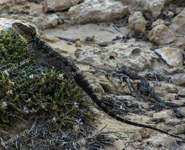 Cyprus Lizard Kurkutas Reptile Fauna