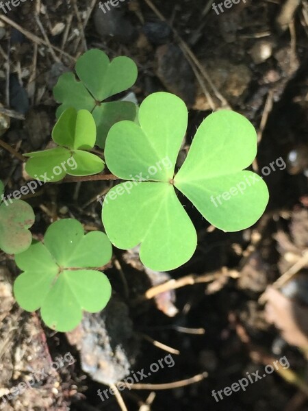 Plant Clover Shamrock Nature Leaf