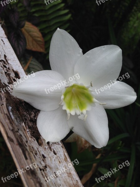 White Amazon Lily Eucharis Grandiflora Flower Narcissus White