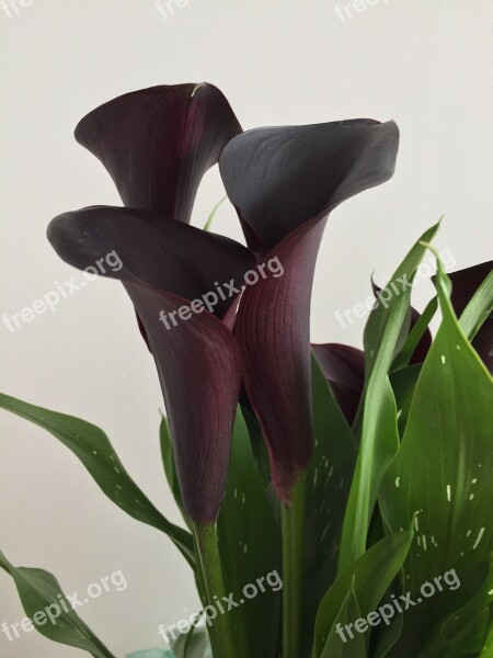 Black Calla Lilies Araceae Petals Flowers Mysterious