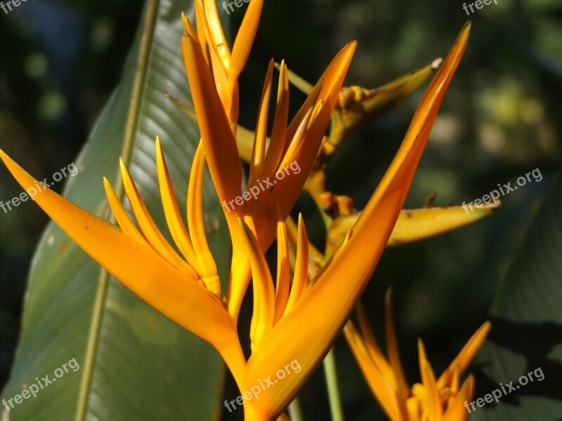 Heliconia Flower Plant Tropical Colorful