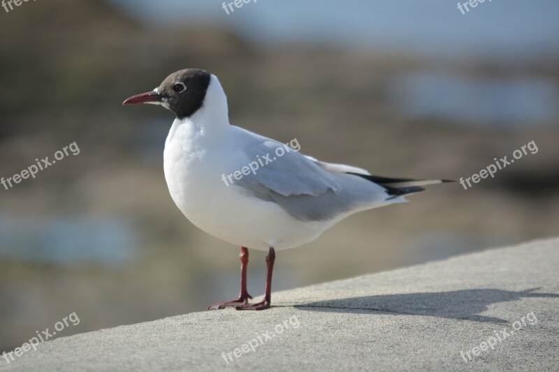 Seagull Tern Animals Wild Bird