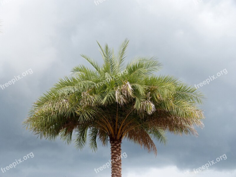 Palm Tree Florida Trees Stormy Sky Clouds