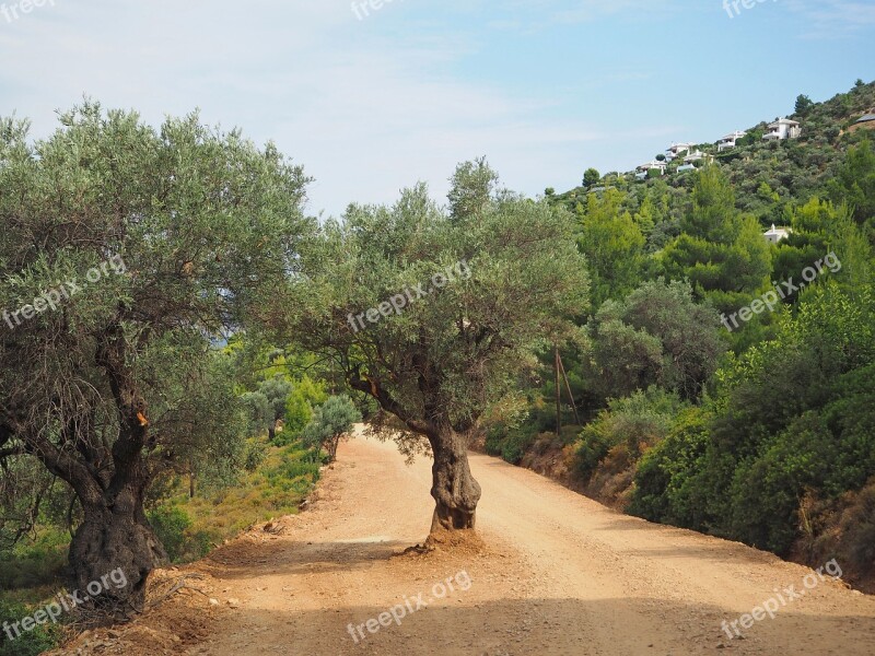 Greece Mountains Way Sand Olive Trees