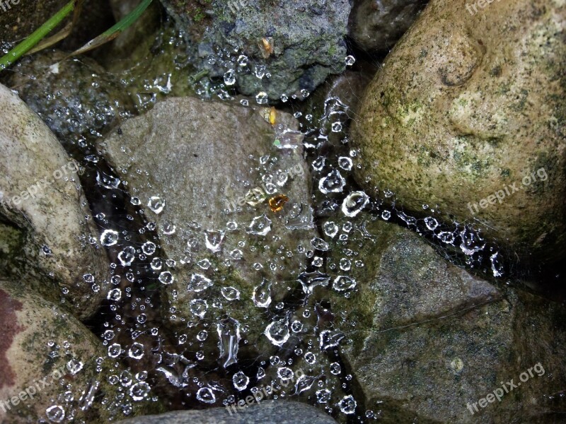 Dew Stones Cobweb Autumn Free Photos