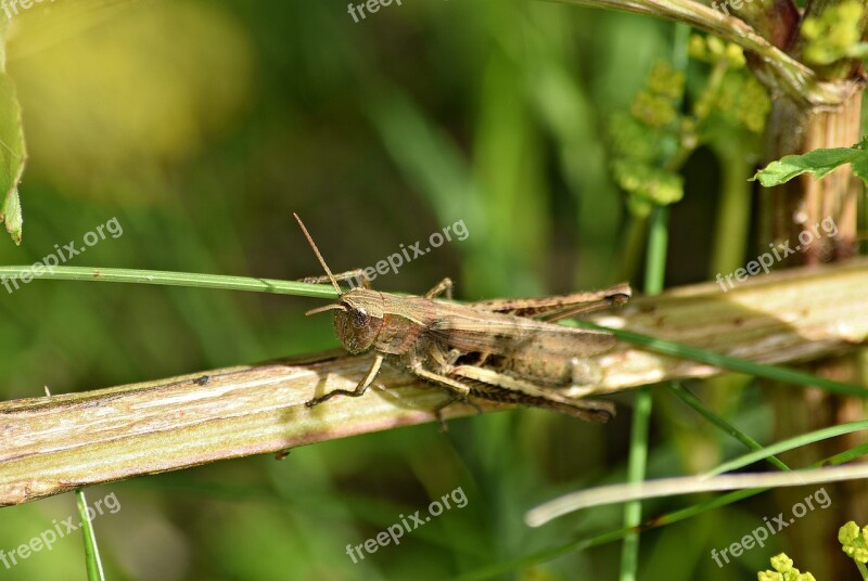 Grasshopper Grass Koník Green Nature