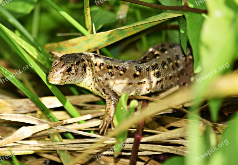 The Lizard Gad Grass Skin Lizard