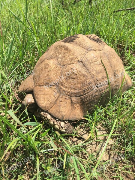 Kenya Tortoise Old Africa Animal