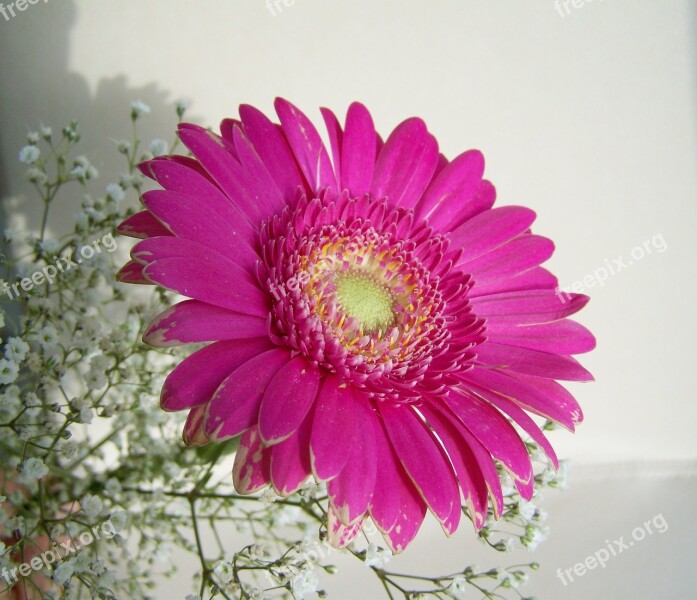 Gerbera Cut Flower Pink Free Photos