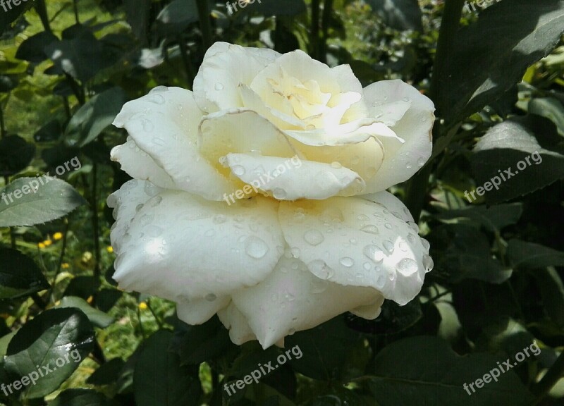 Rose Flower After The Rain White Plant