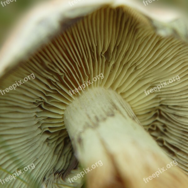 Mushroom Lamellar Autumn Nature Forest Mushroom