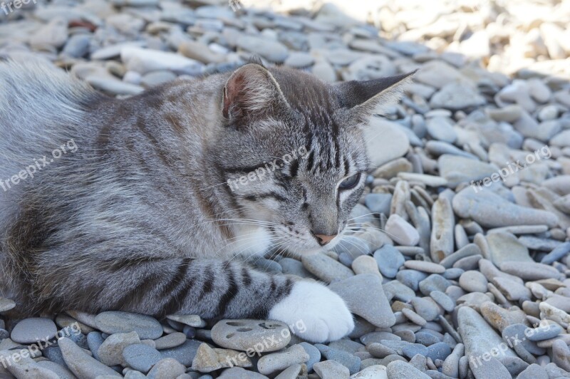 Cat Beach Cat On Beach Pet Puglia