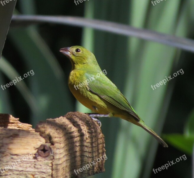 Painted Bunting Bird Perched Wildlife Nature