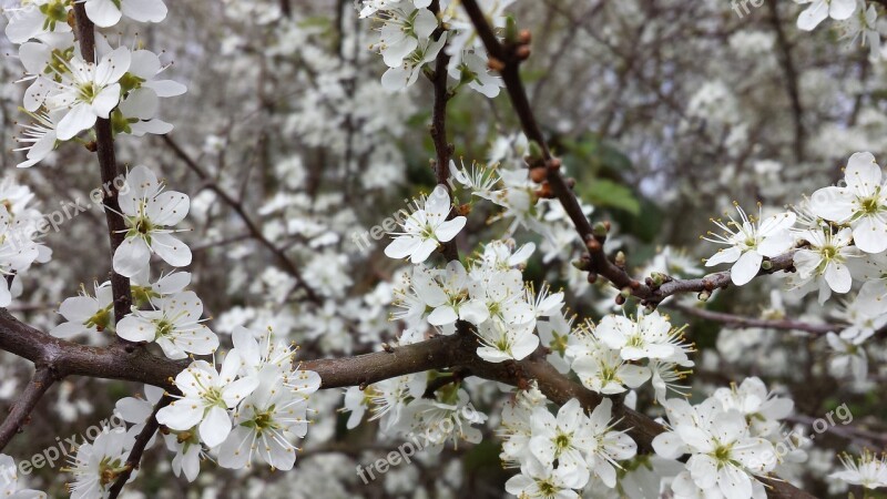 Flowers Spring Fruit Tree Apple Easter