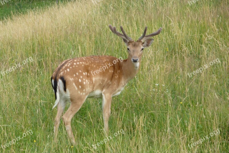 Deer Cervid Dama Dama Fallow Deer Free Photos