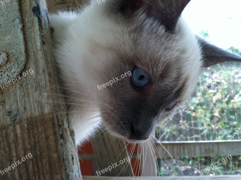 Siamese Kitten Cat Blue Eyes Blue