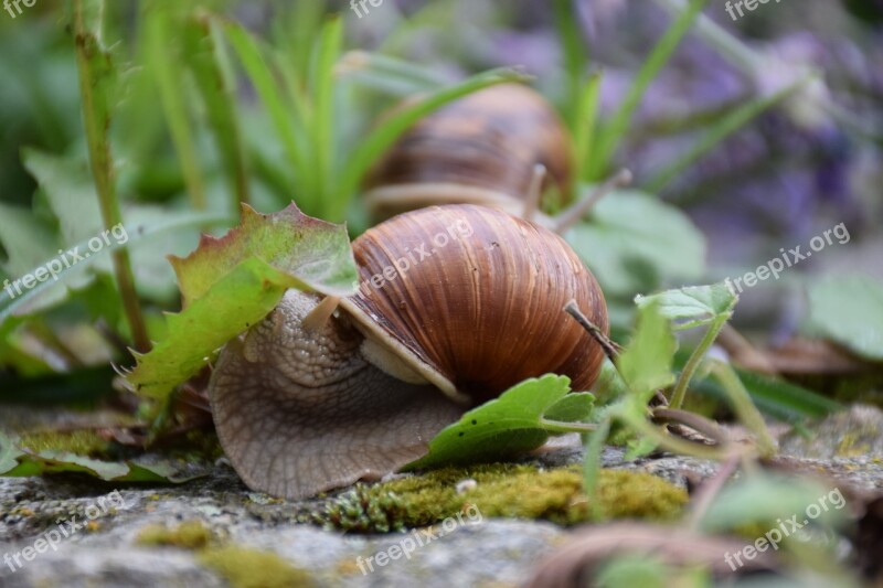 Snail Hunger Eat Plage Garden