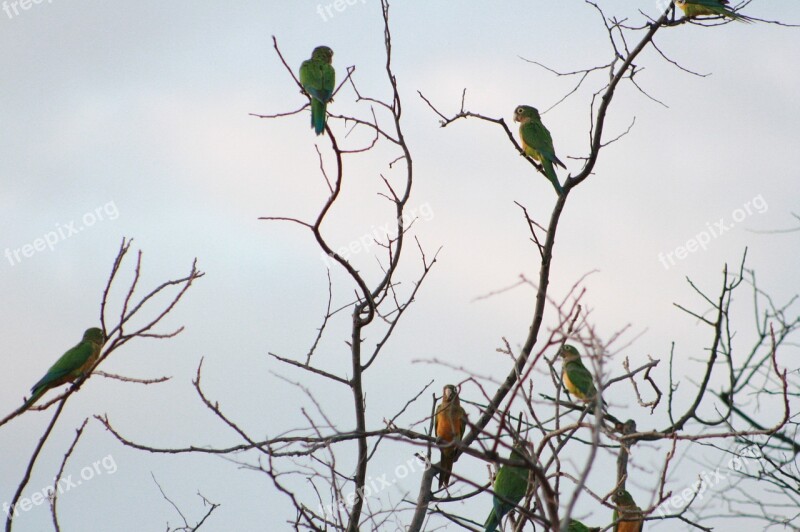 Birds Brazil Sertao Parrot Free Photos