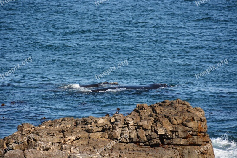 South Africa Whales Mother And Child Kindergarten Free Photos