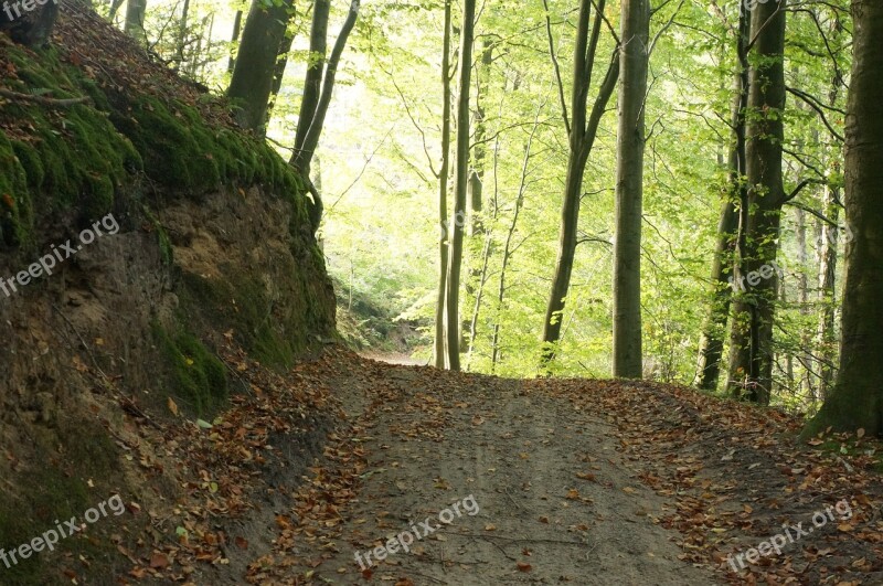 Forest Spring Gravel Road Forest Floor Silence