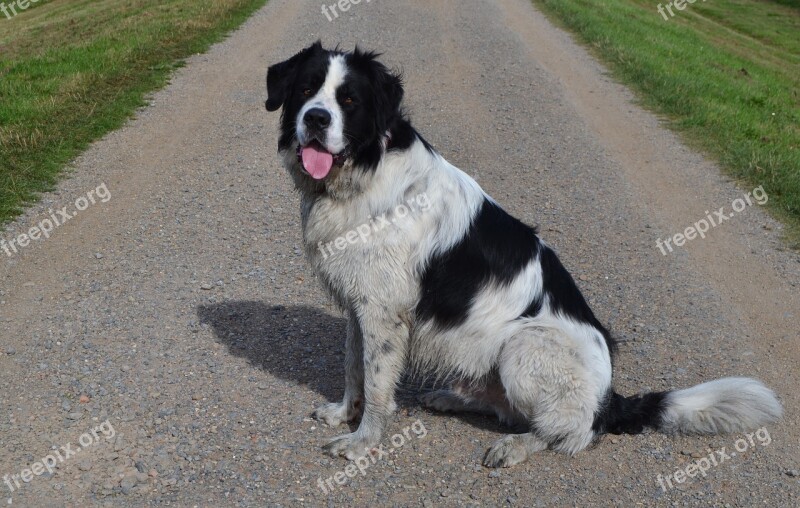 St Bernard Newfoundland Hybrid Dog Big Dog