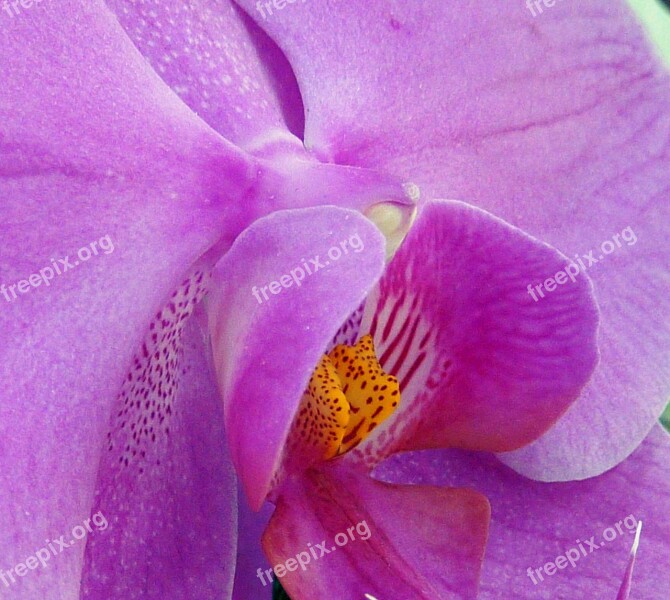 Orchid Blossom Bloom Orchid Meadow Close Up