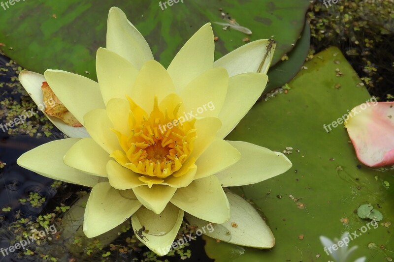 Water Lily Nuphar Lutea Aquatic Plant Blossom Bloom